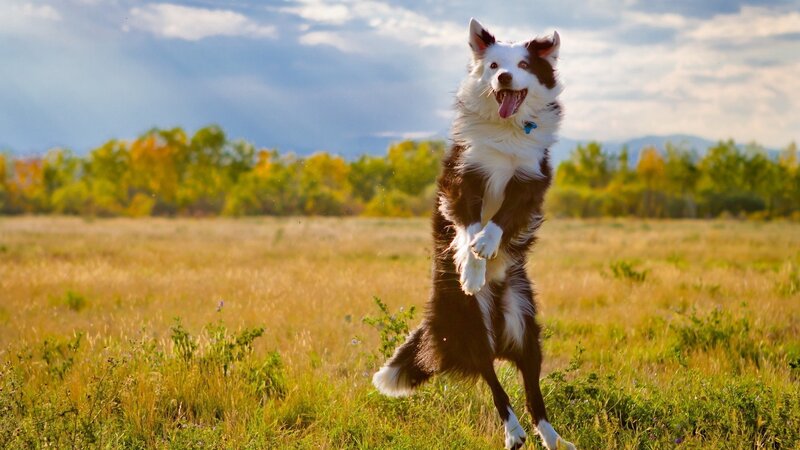 Border collie jumping in field