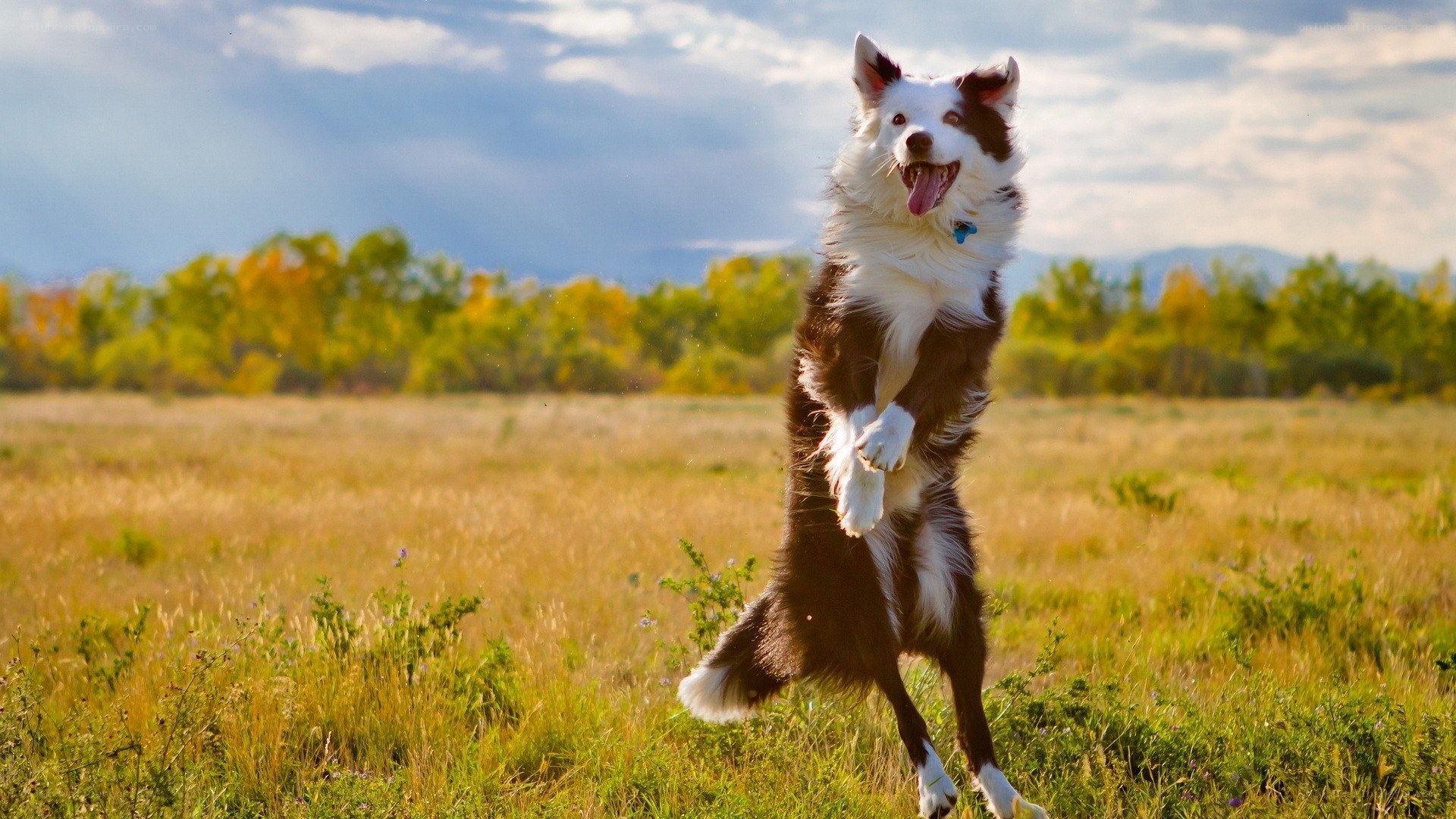 Border collie jumping in field