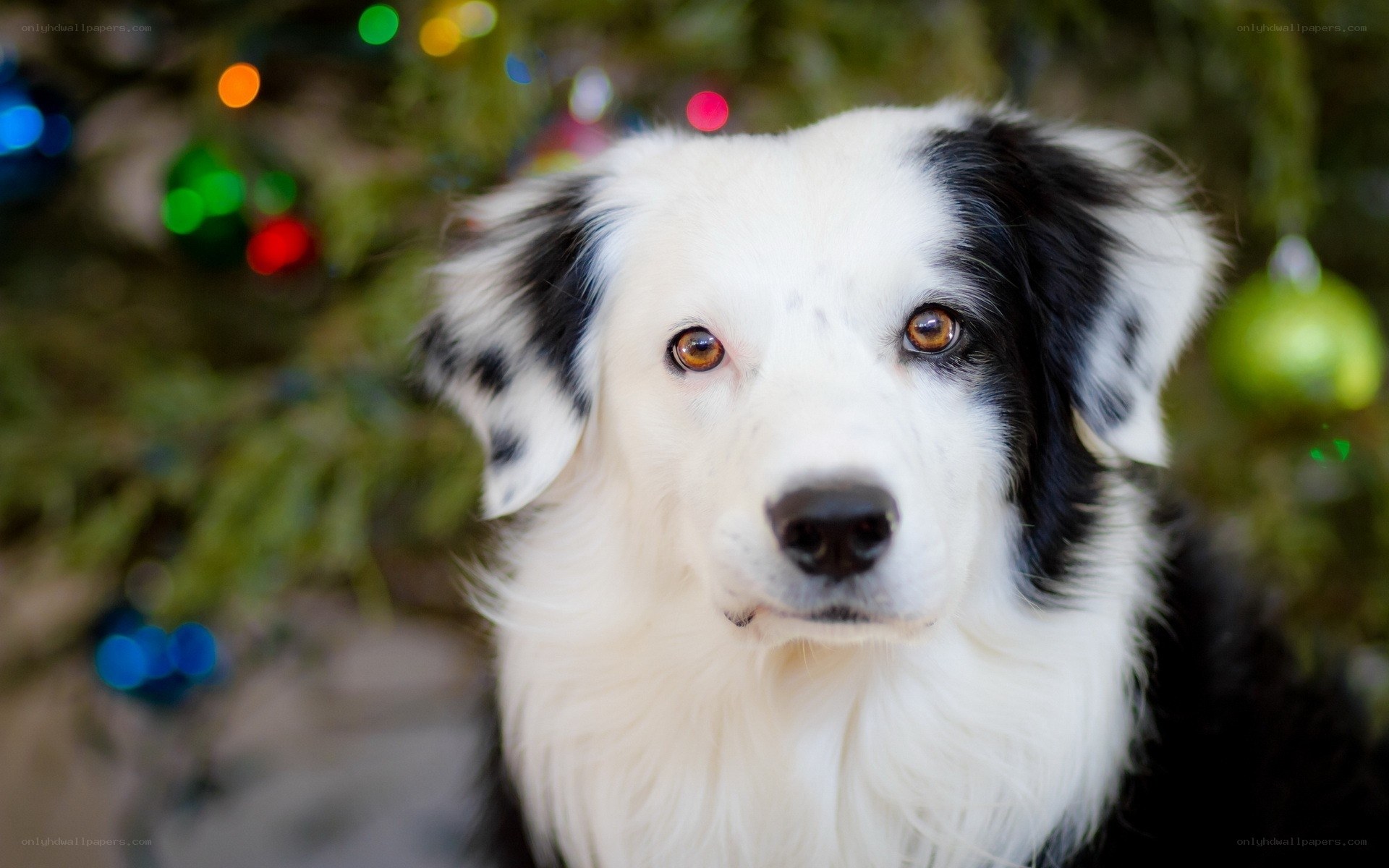border collie near christmas tree