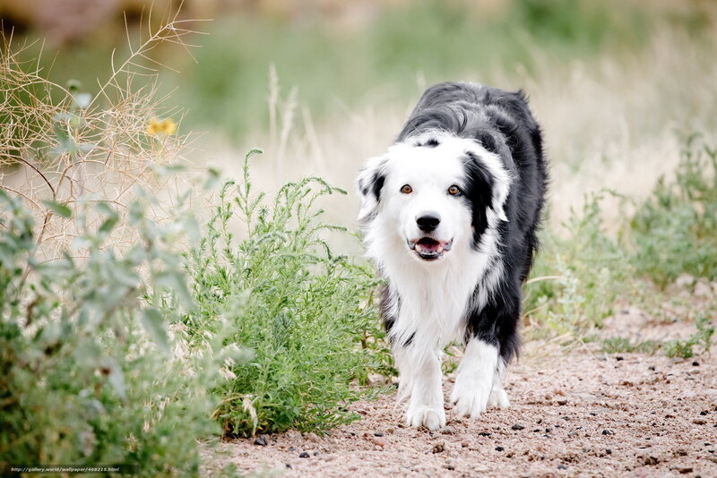 Border Collie on a dirt path