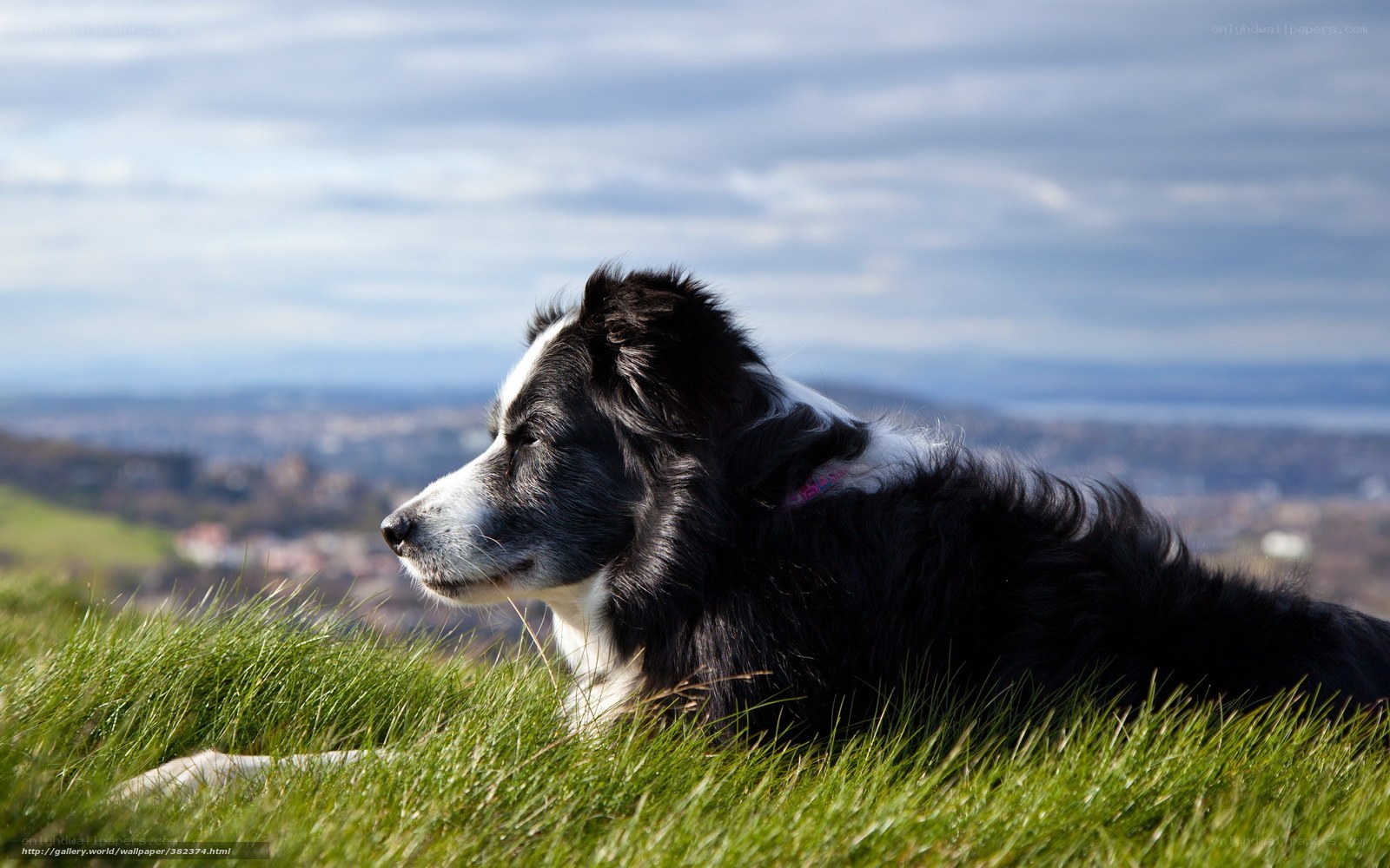 Border Collie on a grassy hill