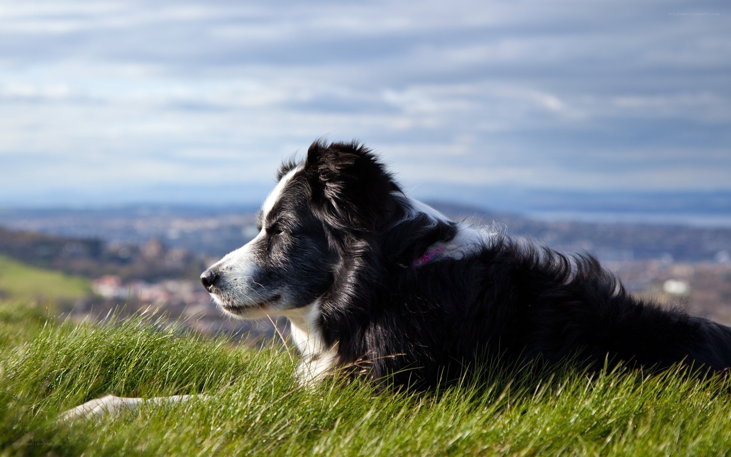 Border Collie on a grassy hill