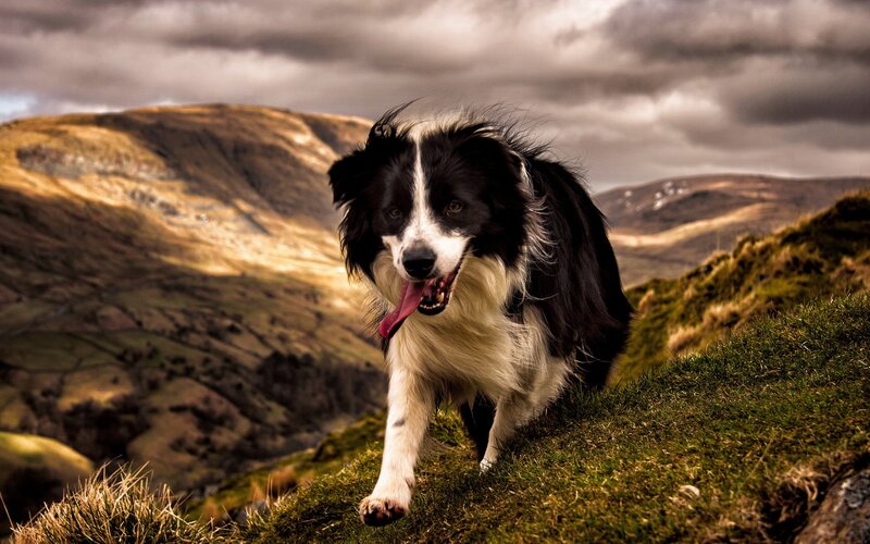 Border collie on a hillside
