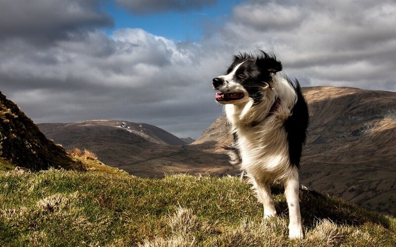 Border collie on a mountain