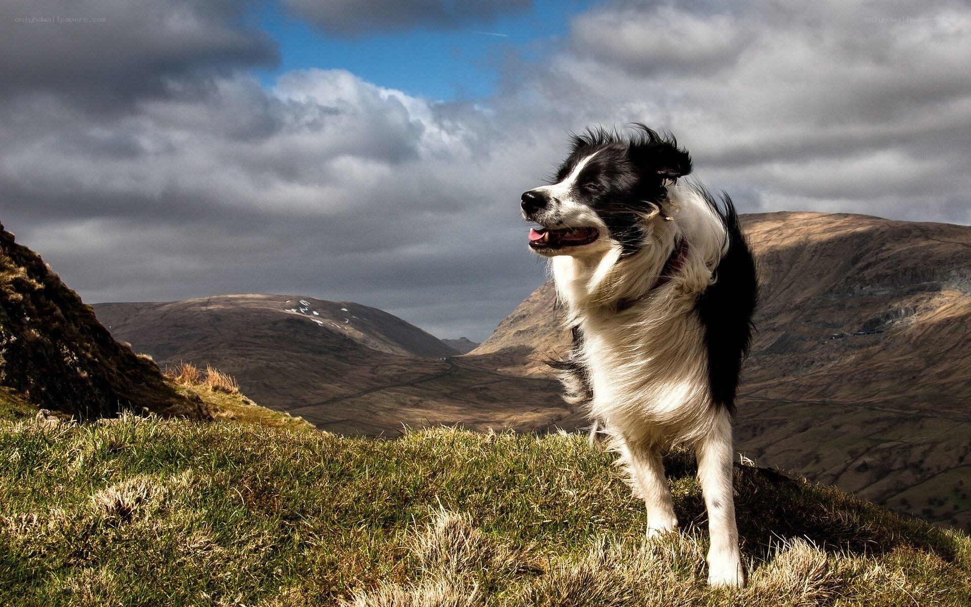 Border collie on a mountain