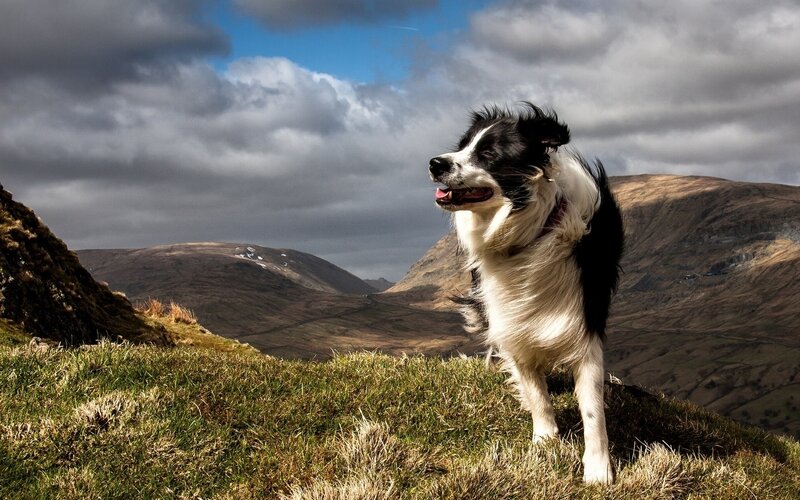 Border Collie on a mountain