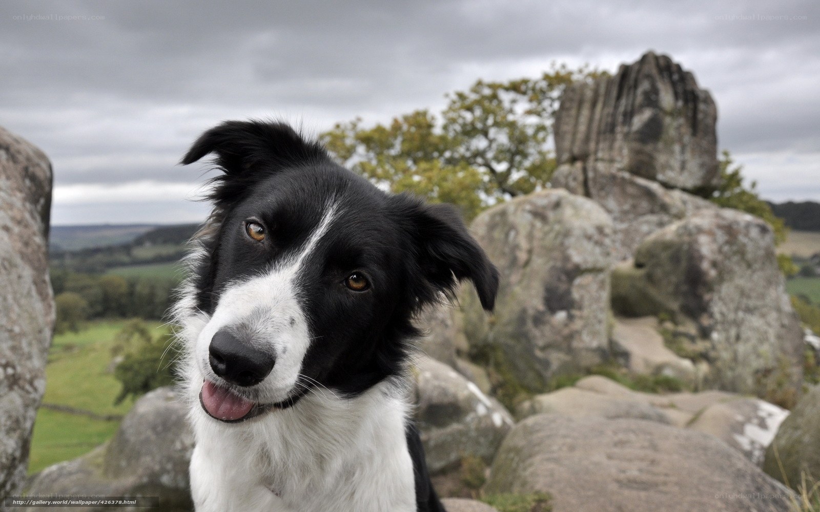 Border Collie on a rocky hill