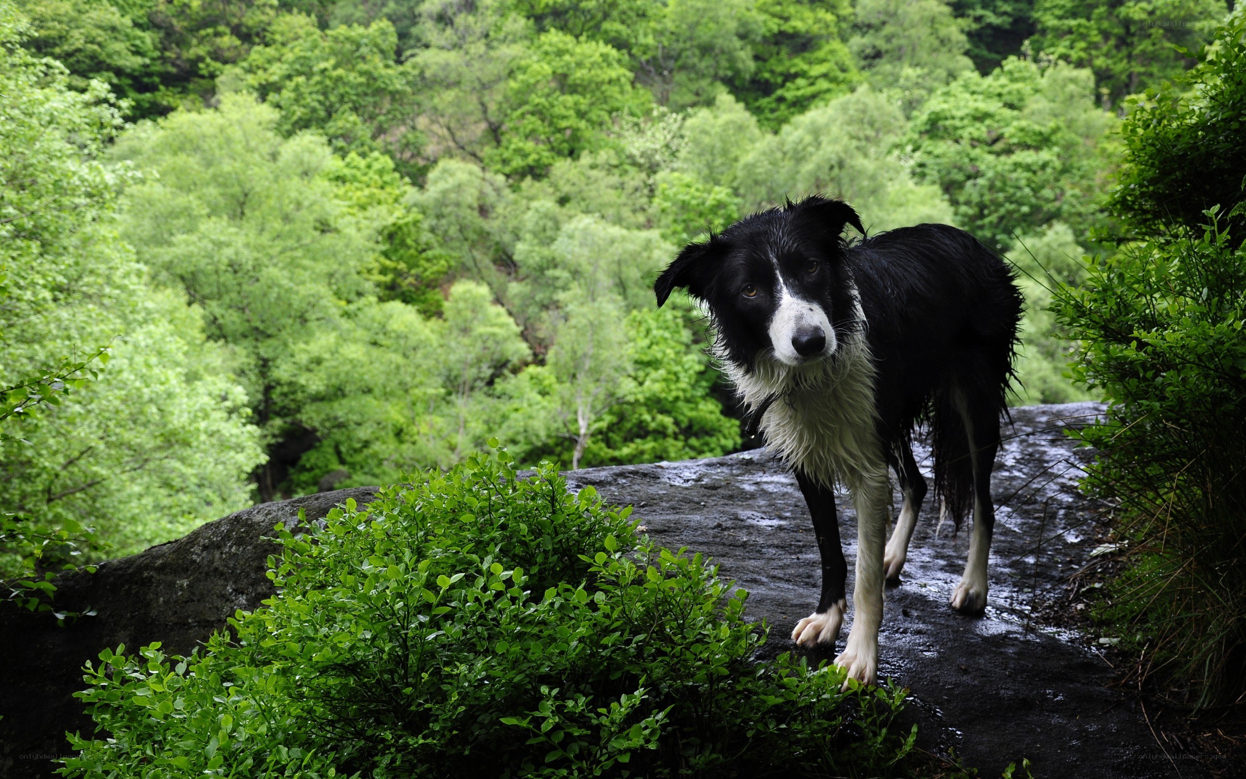 Border collie on a wet rock