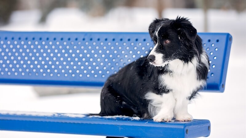 Border Collie on Bench — Blue