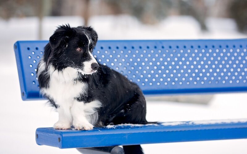 Border Collie on Bench