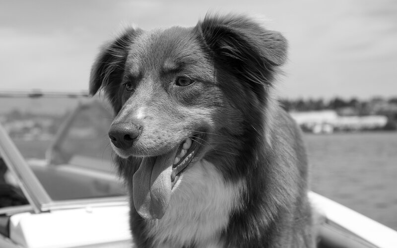 Border Collie on Boat