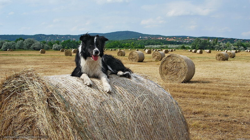 Border Collie on Hay Bale