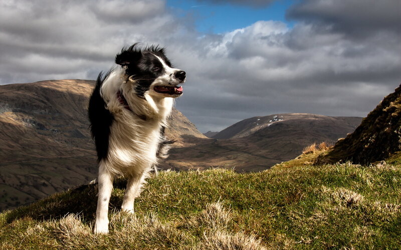 Border Collie on Hill