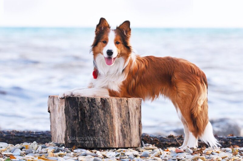 Border Collie on Log