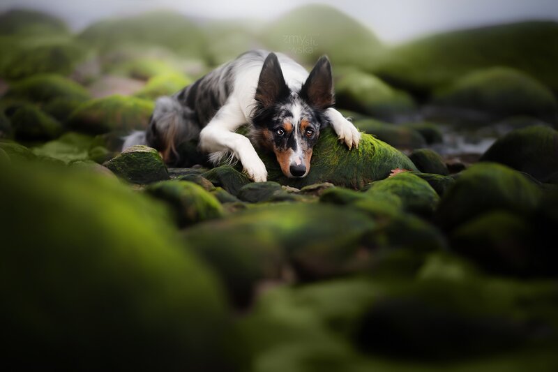 Border Collie on Mossy Rocks