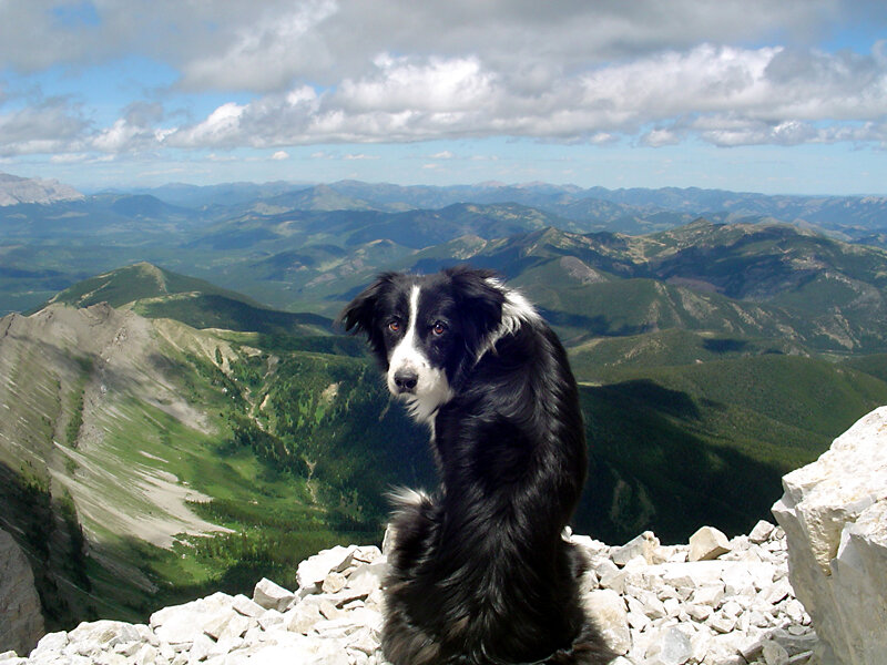 Border Collie on Mountain — Black