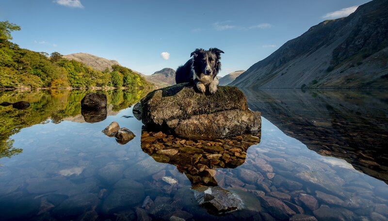 Border Collie on Rock