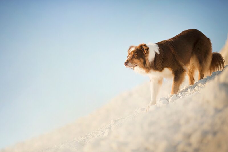 Border Collie on Snow