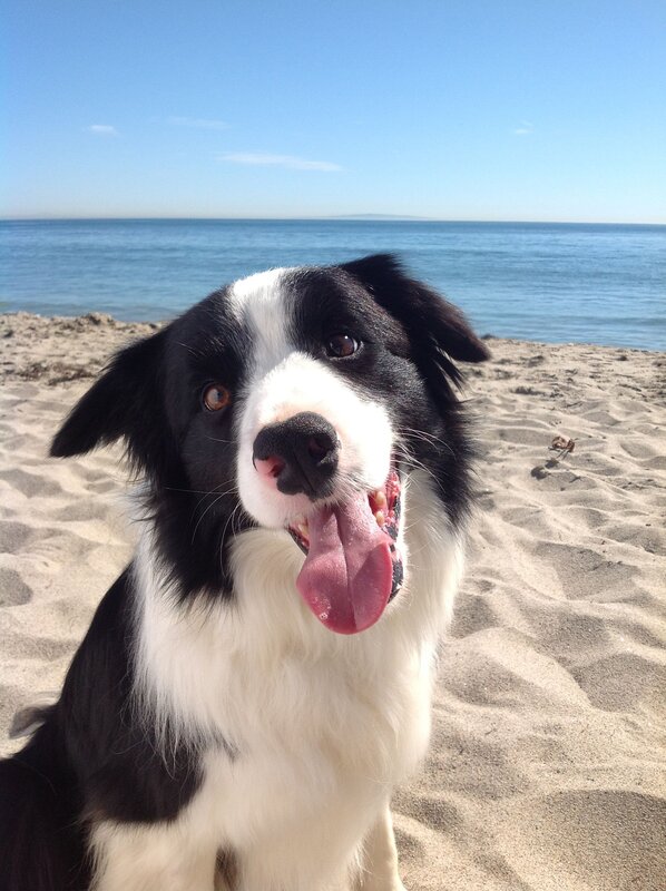 Border collie on the beach