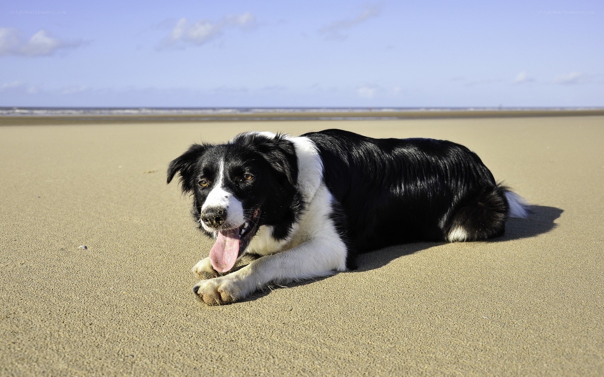 Border collie on the beach