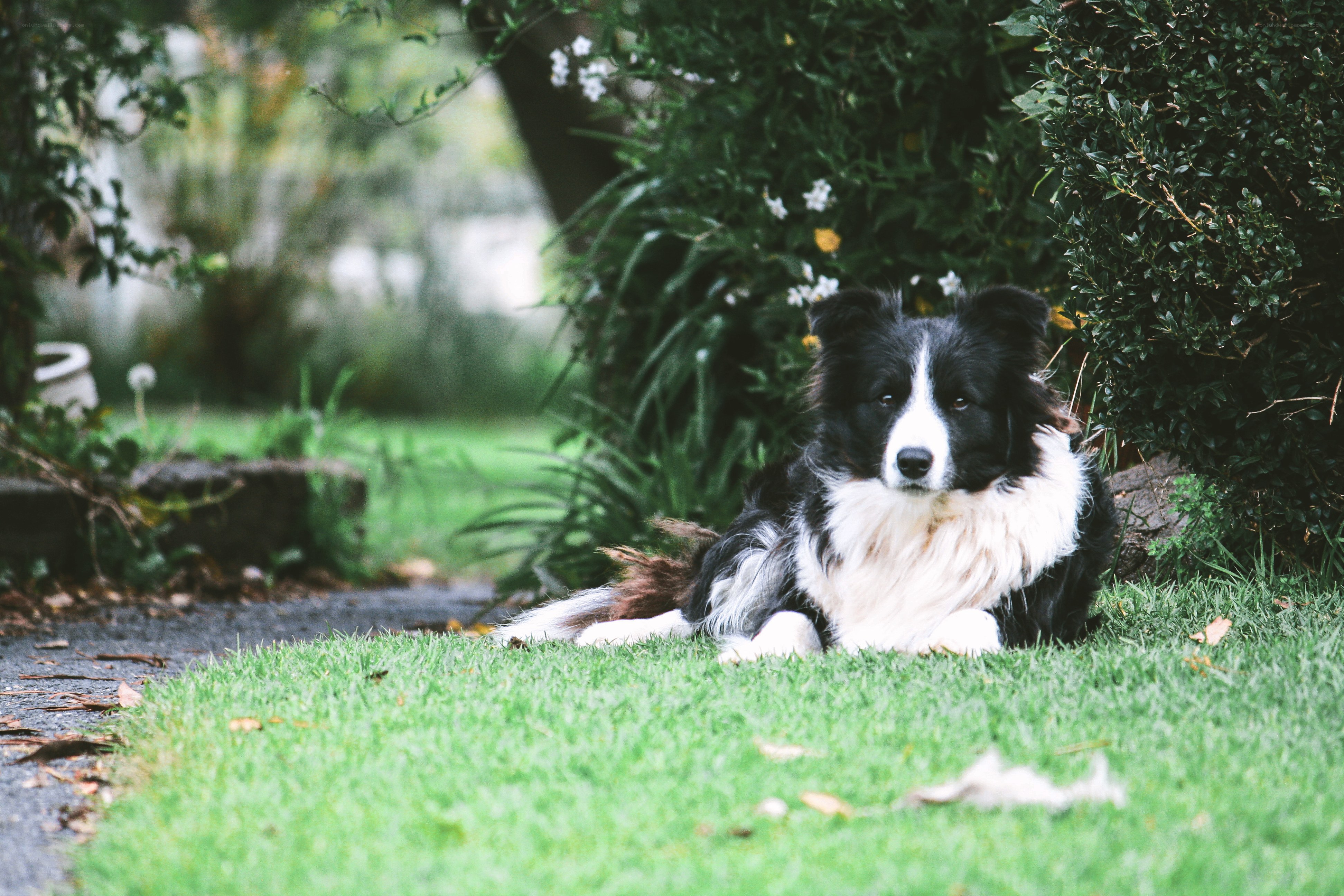 Border Collie on the Lawn