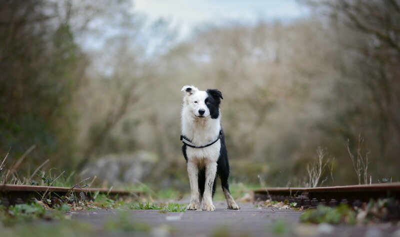 Border Collie on Train Tracks