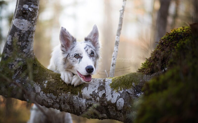 Border Collie on Tree Branch
