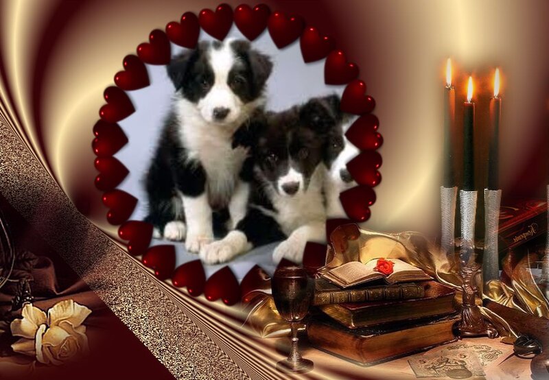 Border Collie Puppies — Red