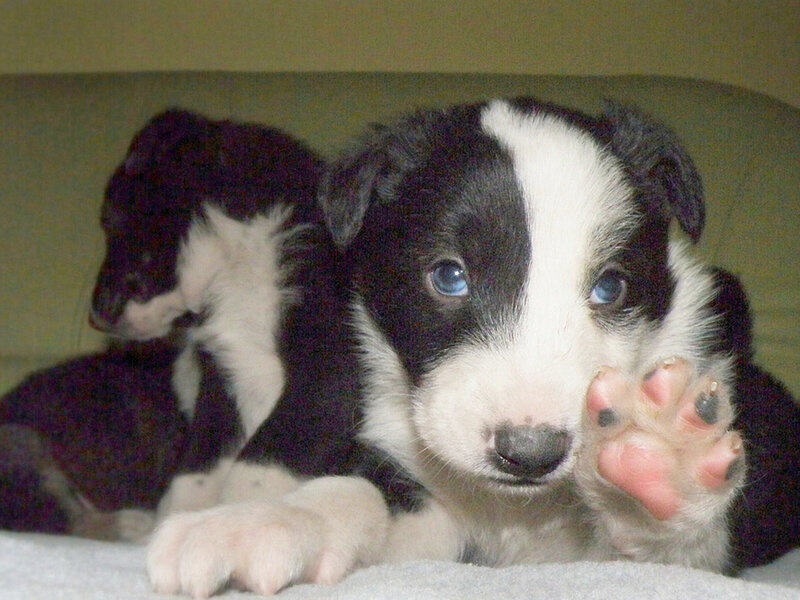 Border Collie Puppies