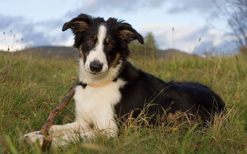 Border Collie Puppy — Black, Calm, Afternoon