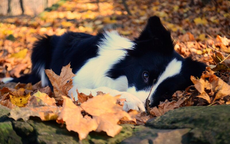 Border Collie Puppy — Black, Calm, Autumn