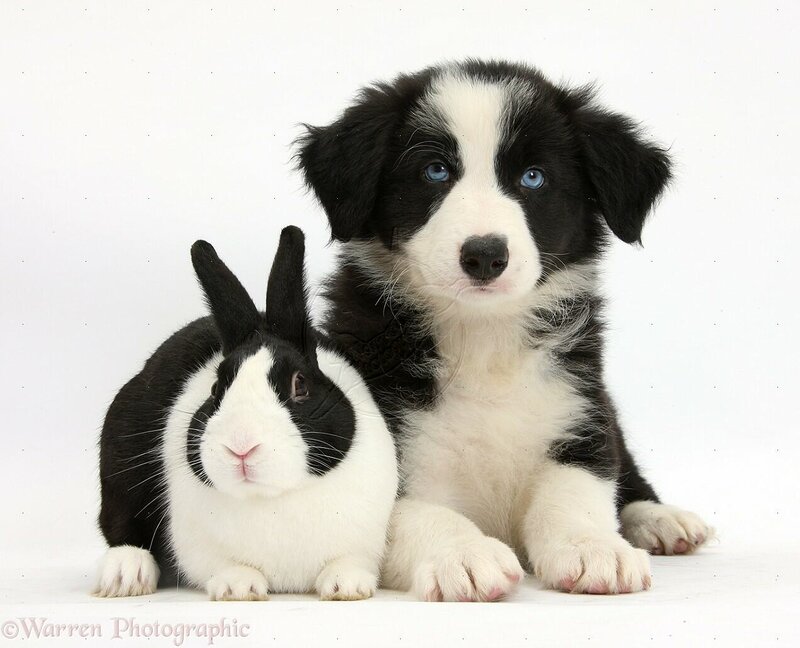 Border Collie Puppy — Black, Calm, Photograph, Rabbit