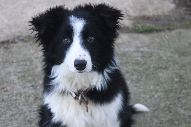Border Collie Puppy — Black, Calm, Photograph