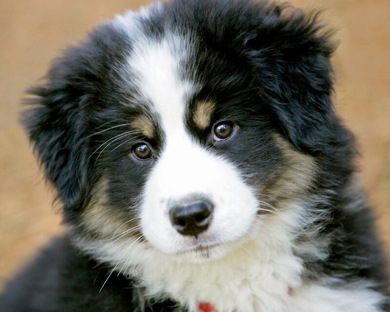 Border Collie Puppy — Black, Calm