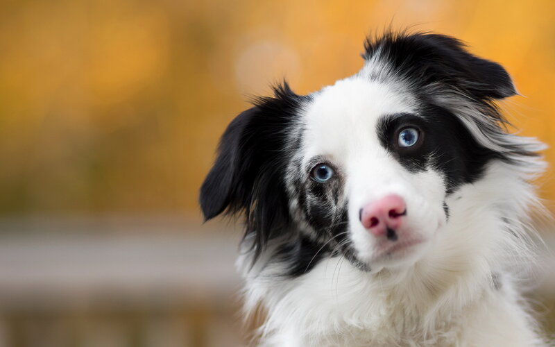 Border Collie Puppy — Black, Curious