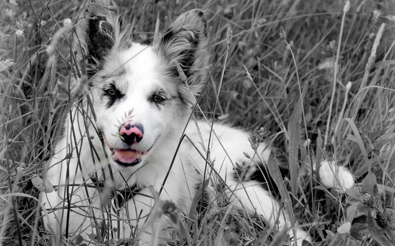 Border Collie Puppy — Black, Playful, Photograph