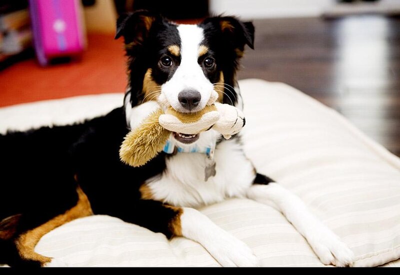 Border Collie Puppy — Black, Playful