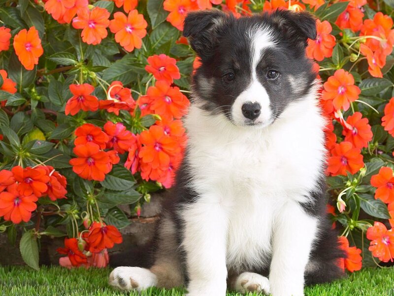 Border Collie Puppy — Black
