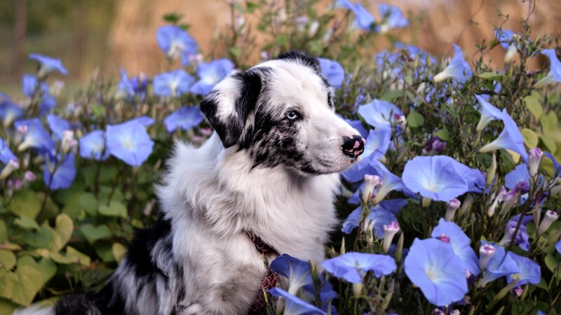 Border Collie Puppy — Blue
