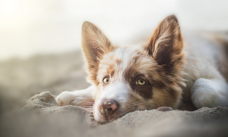Border Collie Puppy — Brown, Calm, Afternoon