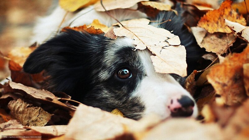 Border Collie Puppy — Brown, Calm, Autumn