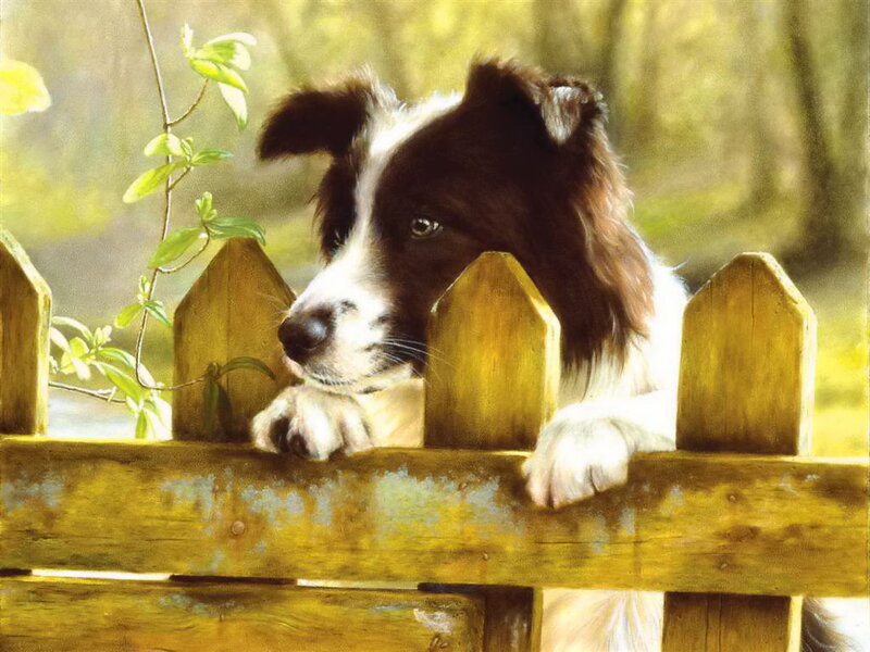 Border Collie Puppy — Brown, Calm