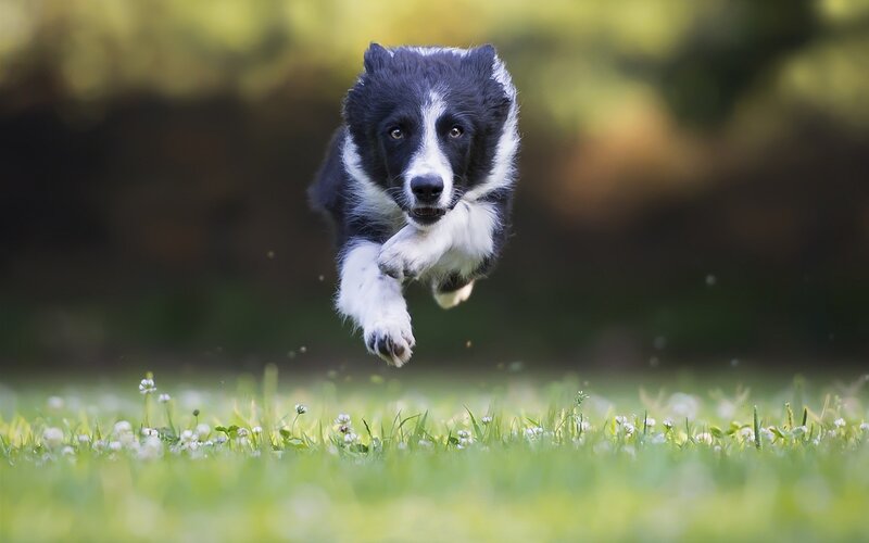 Border Collie Puppy — Green, Active