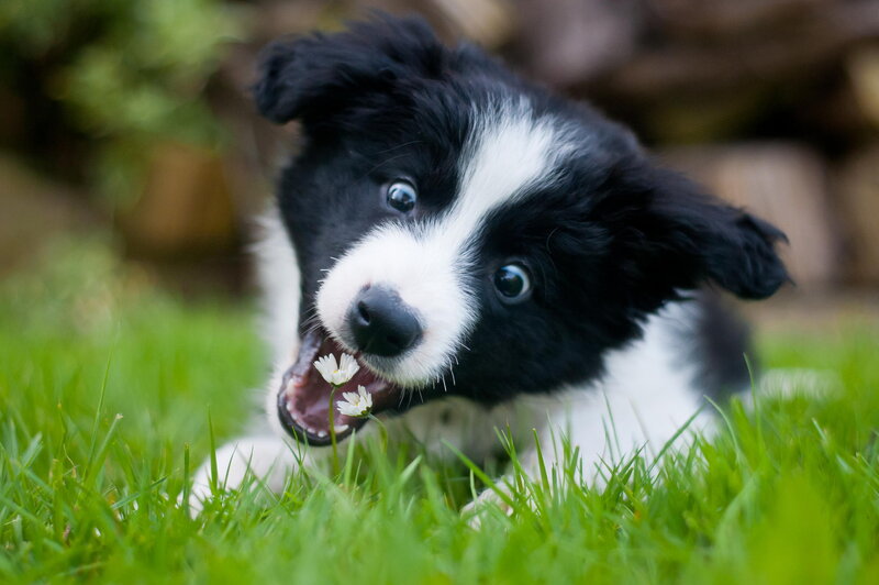 Border Collie Puppy — Green, Playful, Afternoon, Photograph, Grass