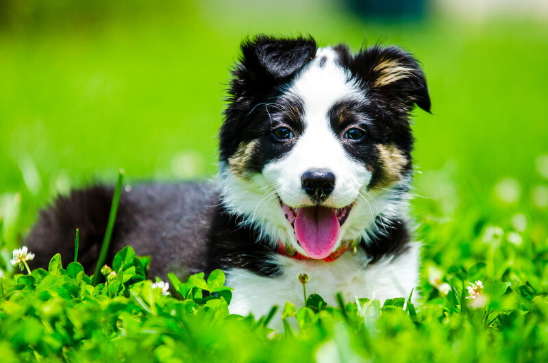 Border Collie Puppy — Green, Playful, Afternoon, Photograph