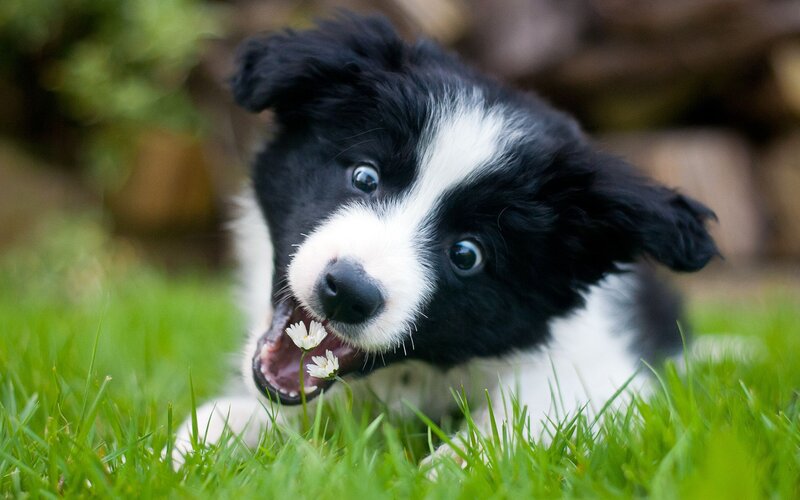 Border Collie Puppy — Green, Playful, Afternoon