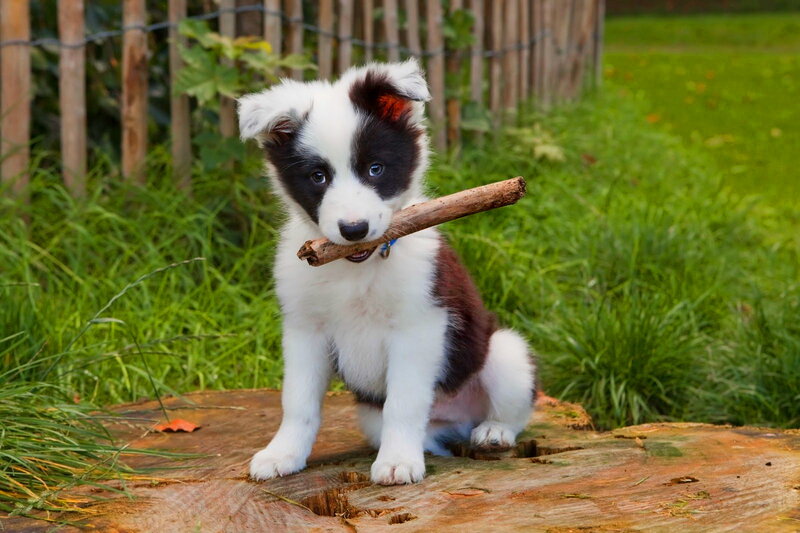 Border Collie Puppy — Green, Playful
