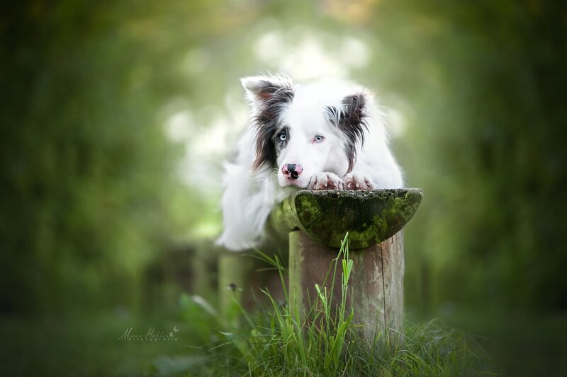Border Collie Puppy — Green, Serene