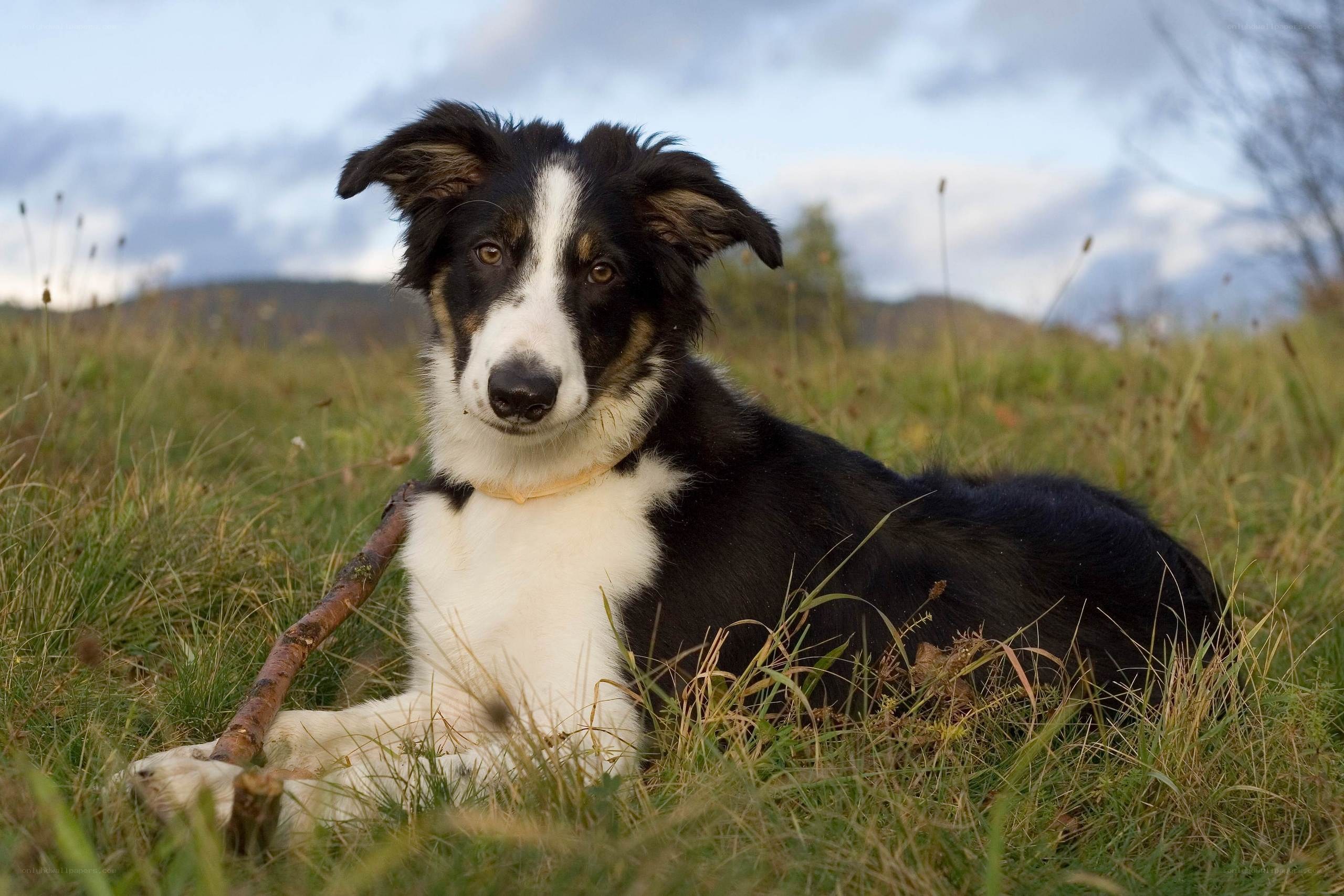 Border collie puppy in a field
