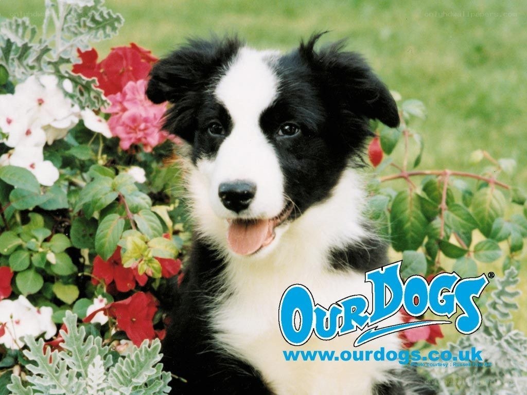 Border Collie puppy in flowers